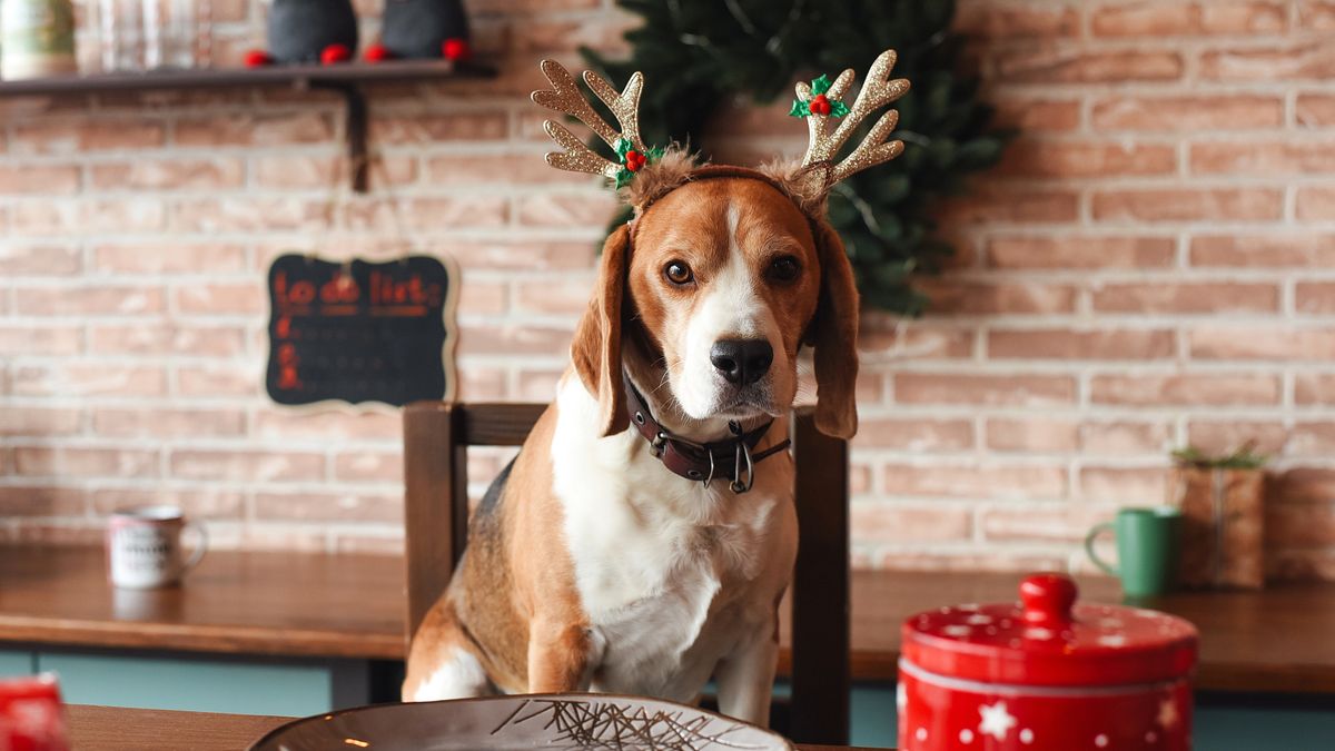 Beagle wearing Christmas antlers sitting at table