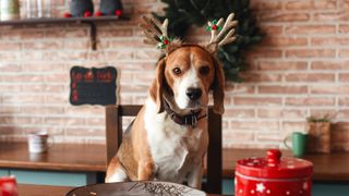 Beagle wearing Christmas antlers sitting at table