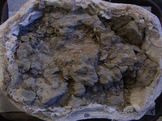 Dinosaur poop from Utah