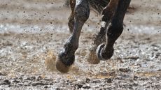Close up of horse&rsquo;s legs cantering on muddy wet ground