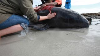 Two people stand with a pilot whale after it has stranded on a beach.
