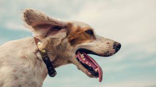 Fears and phobias in dogs