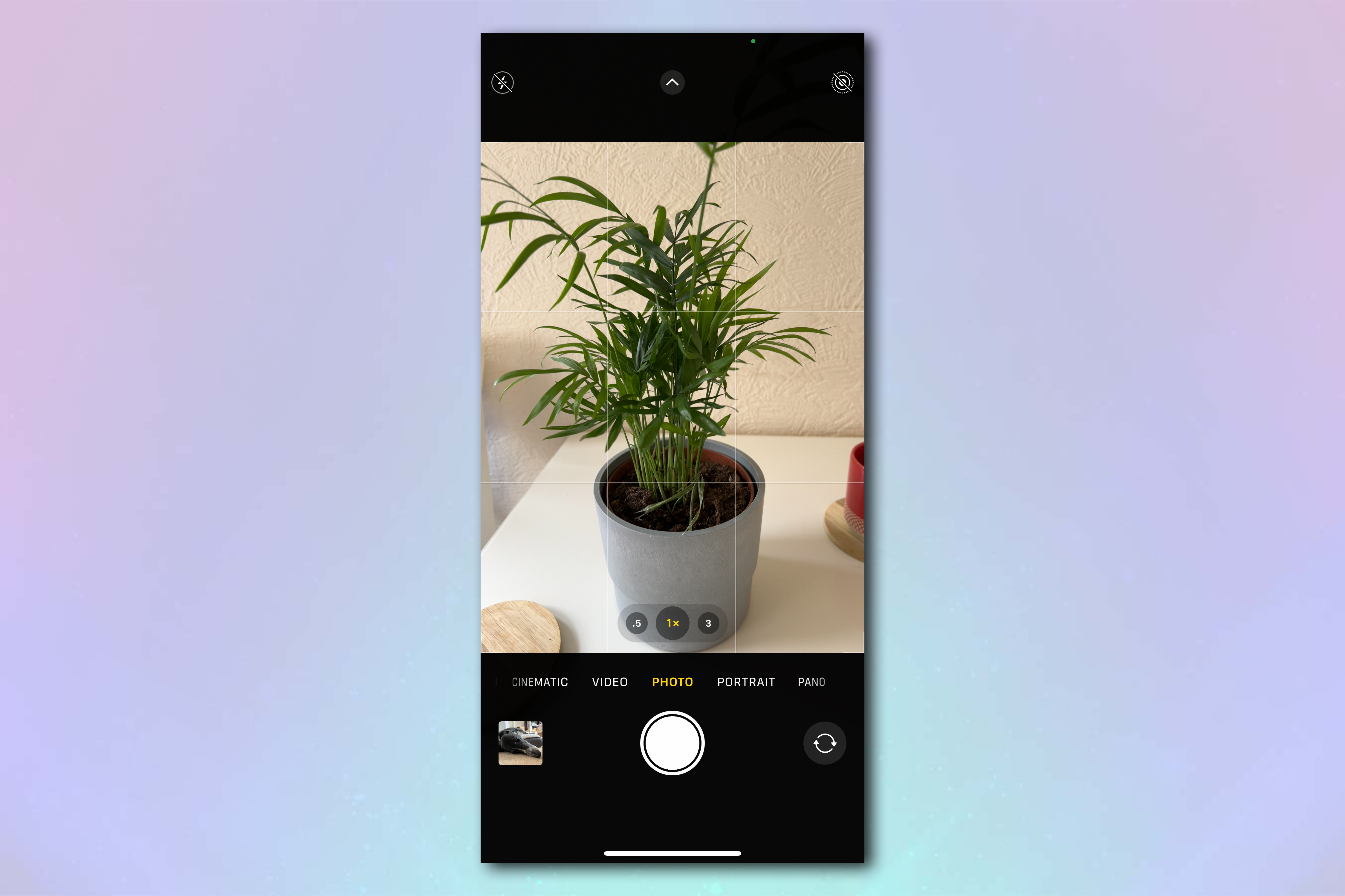 Скриншот экрана камеры iPhone: в кадре растение в горшке на белом кухонном столе.