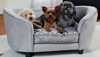 Image of Quicksilver Pet Sofa with 3 small dogs sitting on it
