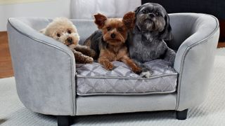 Image of Quicksilver Pet Sofa with 3 small dogs sitting on it