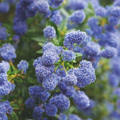 Purple flowering Ceanothus or California lilac