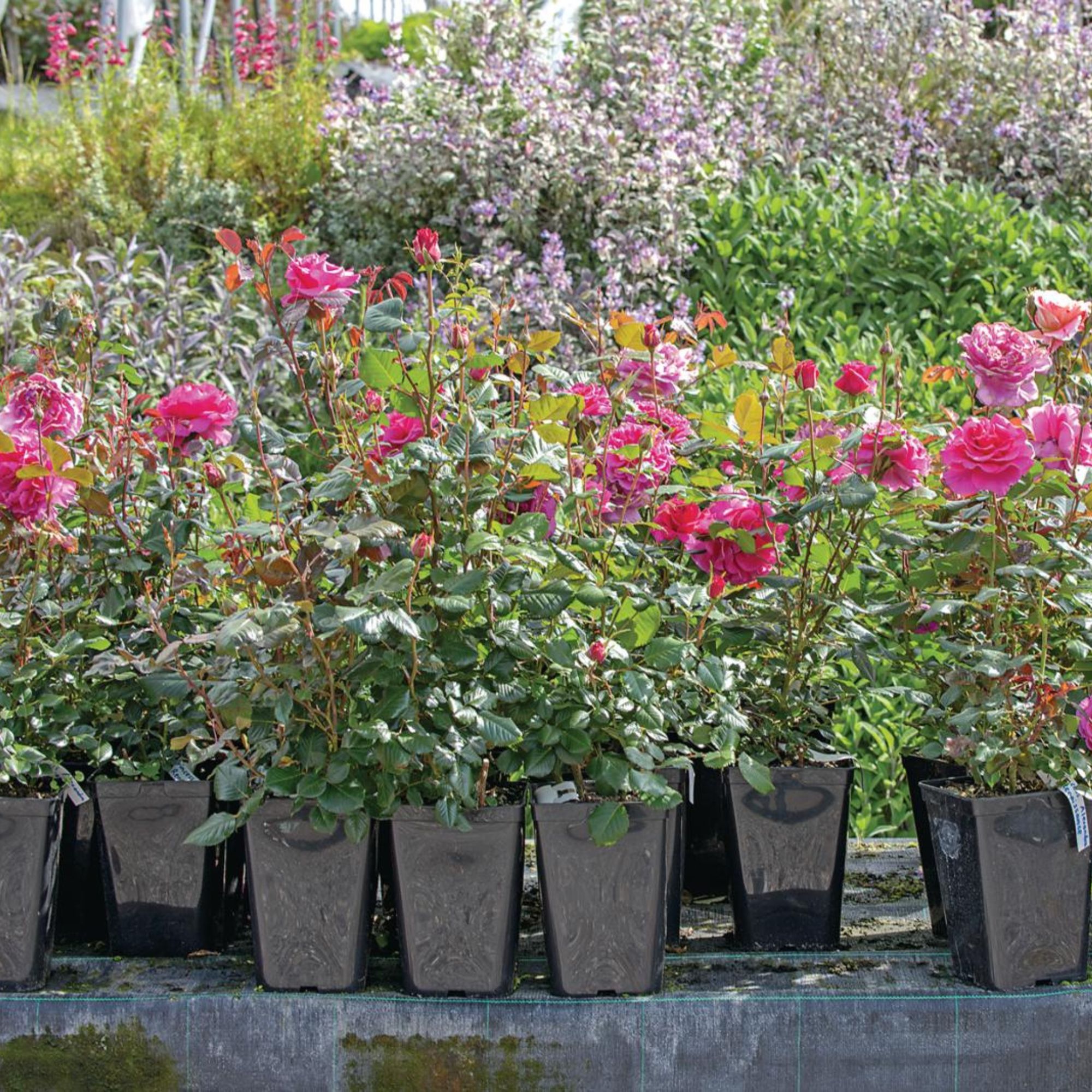 Roses in a polytunnel