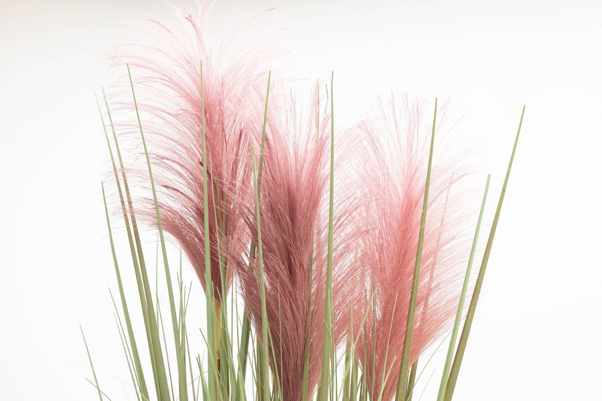 Pink Pampas Grass | Graceful pink plumes on wispy green grass, Pink Pampas  Grass is elegant in any landscape. Grown in zones 6-10, it reaches a size