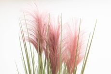 how to grow pampas grass with purple fronds