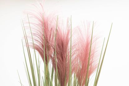 how to grow pampas grass with purple fronds