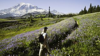 A man hiking through wildflowers in Mount Rainier National Park