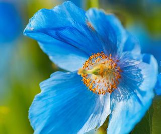 Blue poppy in bloom