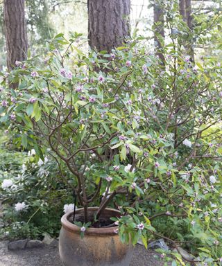 Daphne shrub in a container