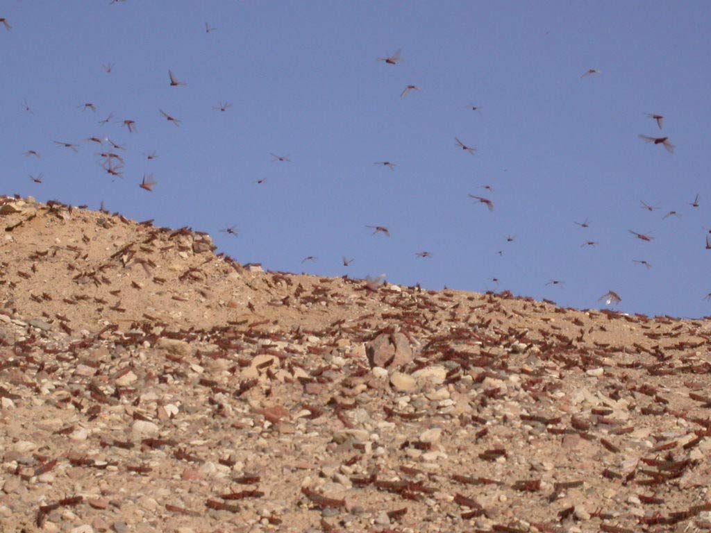 a desert locust swarm in Israel in 2004.