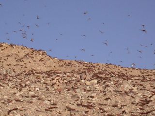 a desert locust swarm in Israel in 2004.