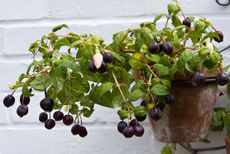 Fuchsia Southern Belle berries in late summer in an English garden.