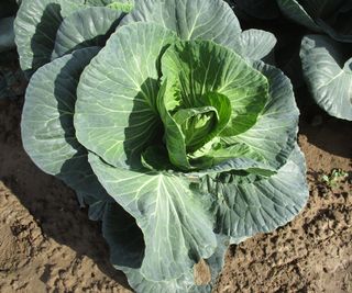 Spring cabbage grown for spring greens