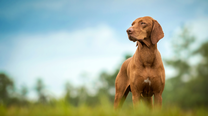 Dog in nature