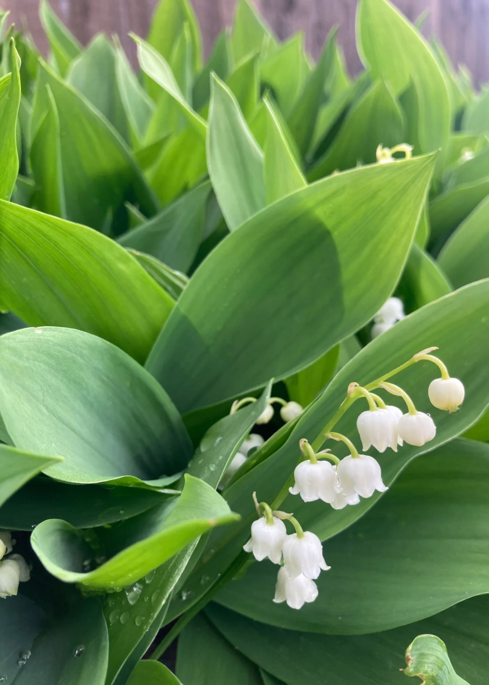 A close-up of lily of the valley