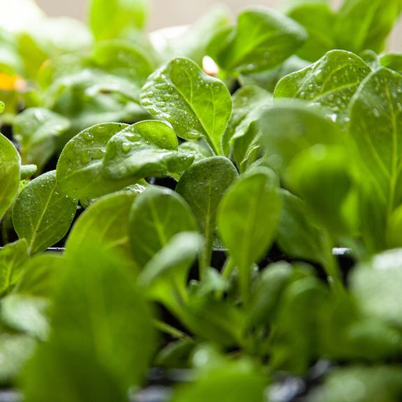 Origin Of Spinach Plants Learn About Spinach History Gardening Know How