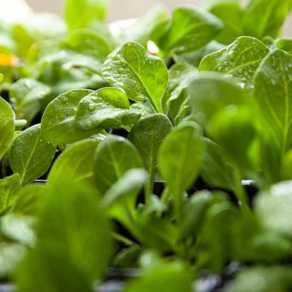 fresh green spinach seedlings 