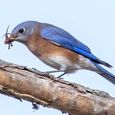 eastern bluebird eating a bug in a tree