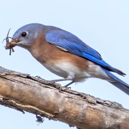 eastern bluebird eating a bug in a tree