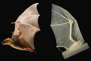 biology, engineering, flight, bat, bats, ro-bat