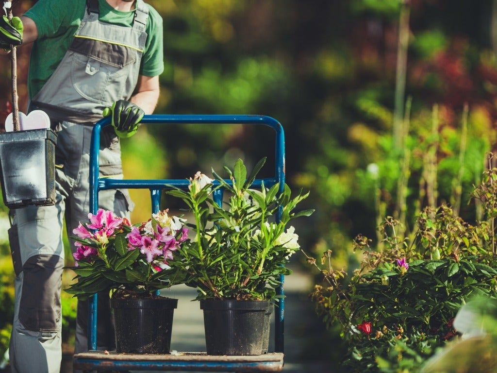 Person Pushing Cart Of Plants And Flowers