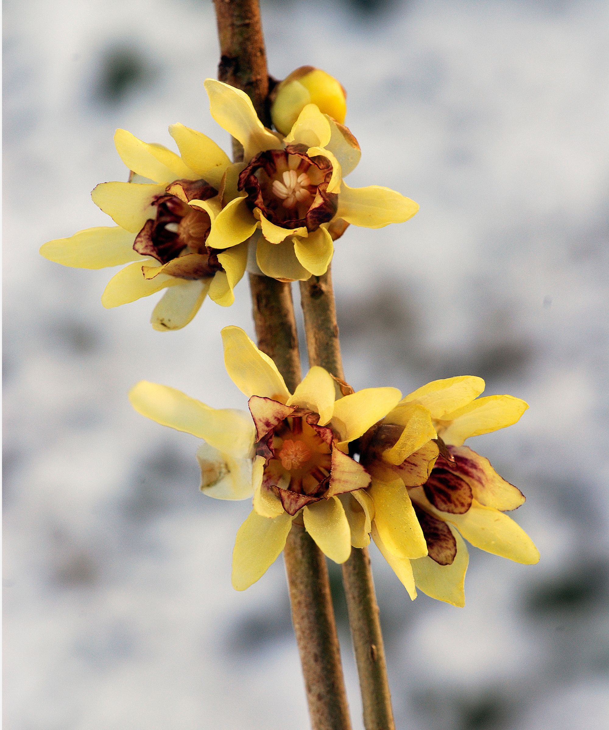 Wintersweet