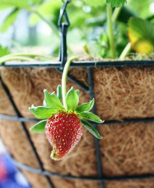 strawberry hanging basket