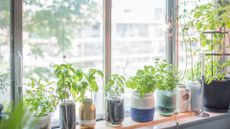 Herbs placed by the windowsill 