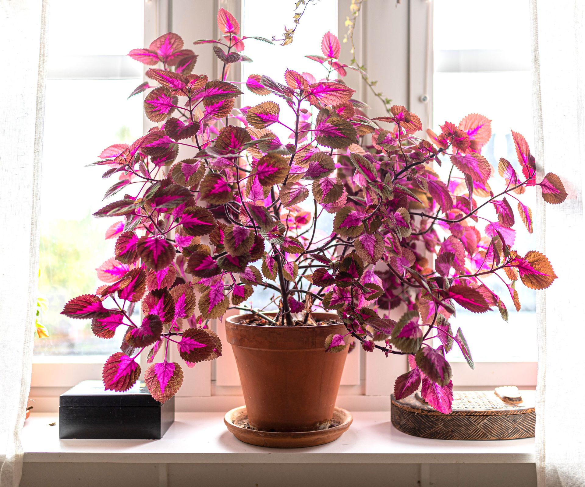 pink coleus plant in container on windowsill