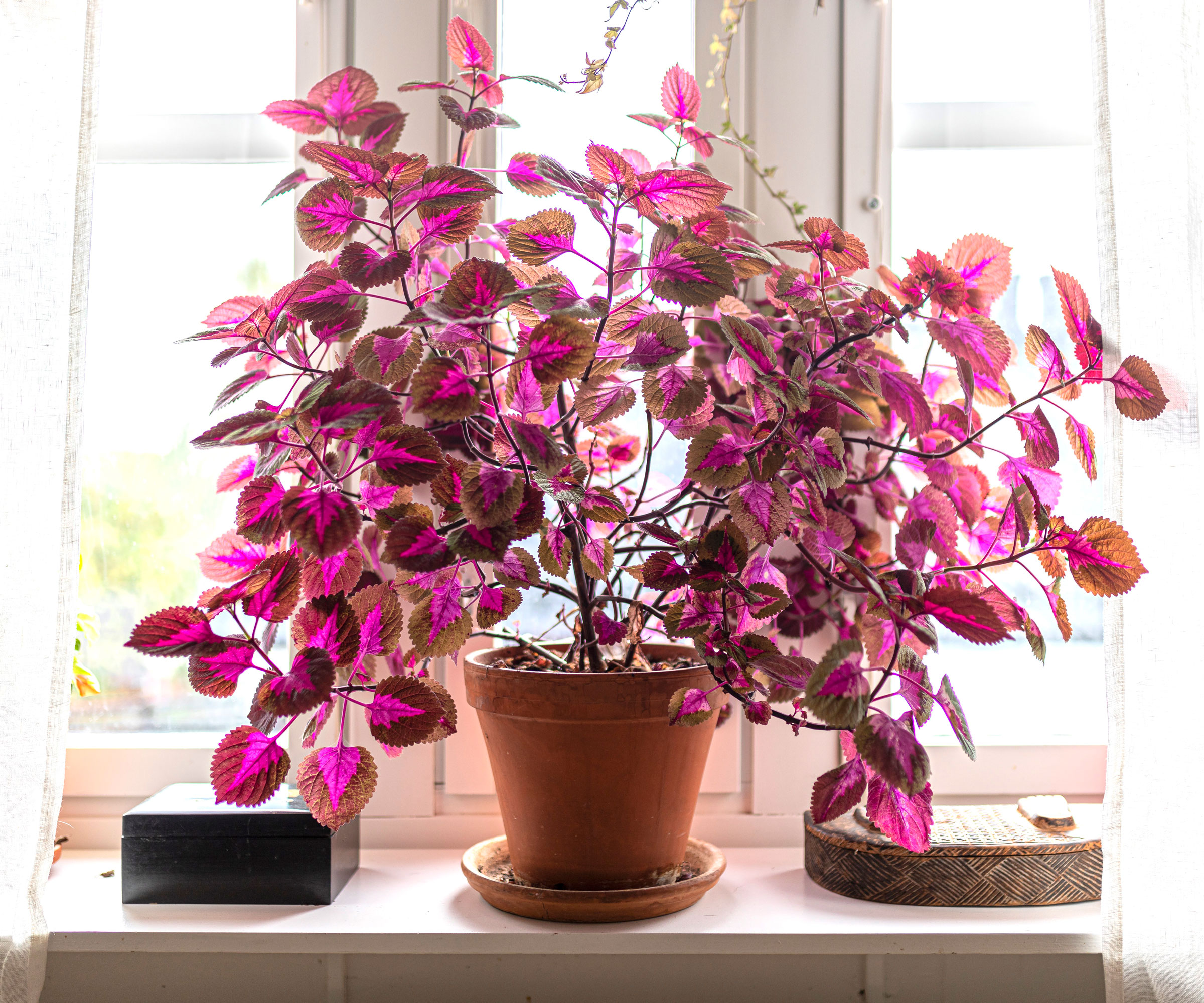 pink coleus plant in container on windowsill