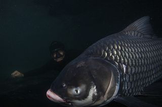 the giant Siamese carp is a relative of the goldfish