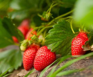 A selection of red strawberries on a plant laying on straw