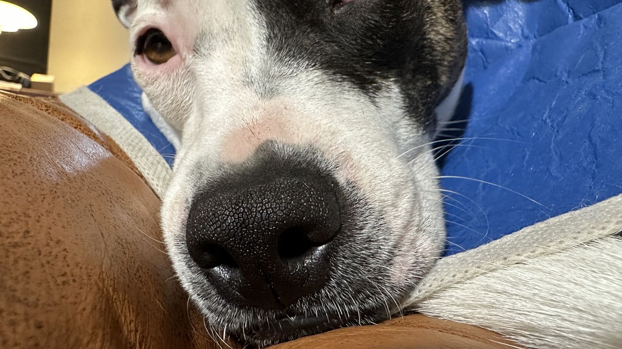 Puppy nose up close and macro