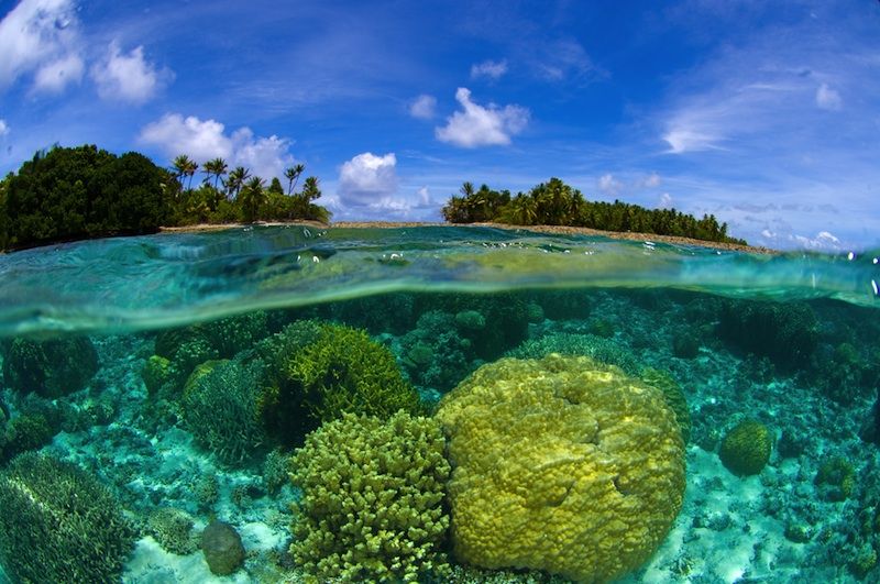 coral reef near marshall islands