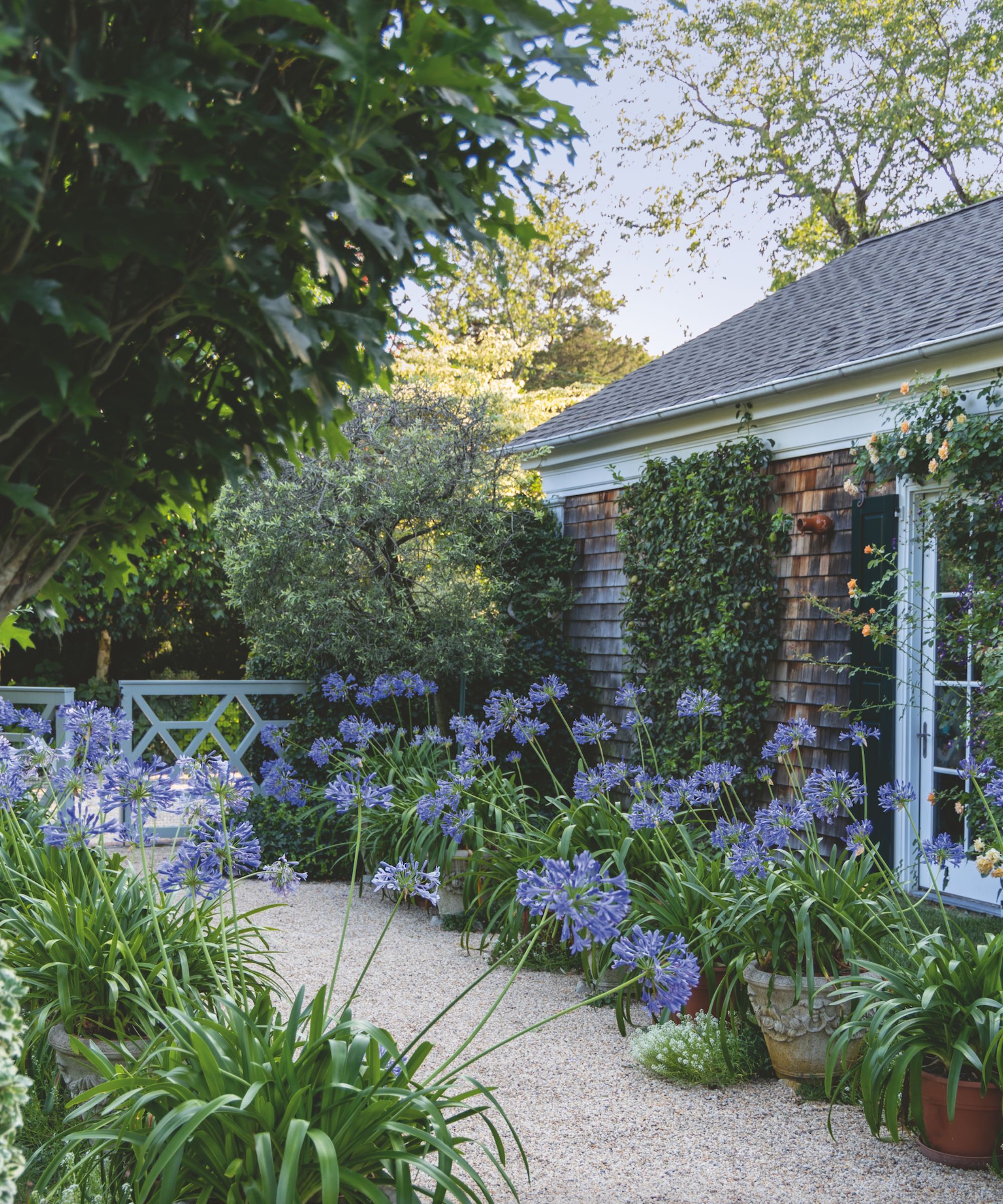Agapanthus border in a garden