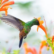A Copper-rumped hummingbird feeding on flowers surrounded by orange Honeysuckle flowers. 