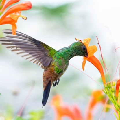 A Copper-rumped hummingbird feeding on flowers surrounded by orange Honeysuckle flowers.