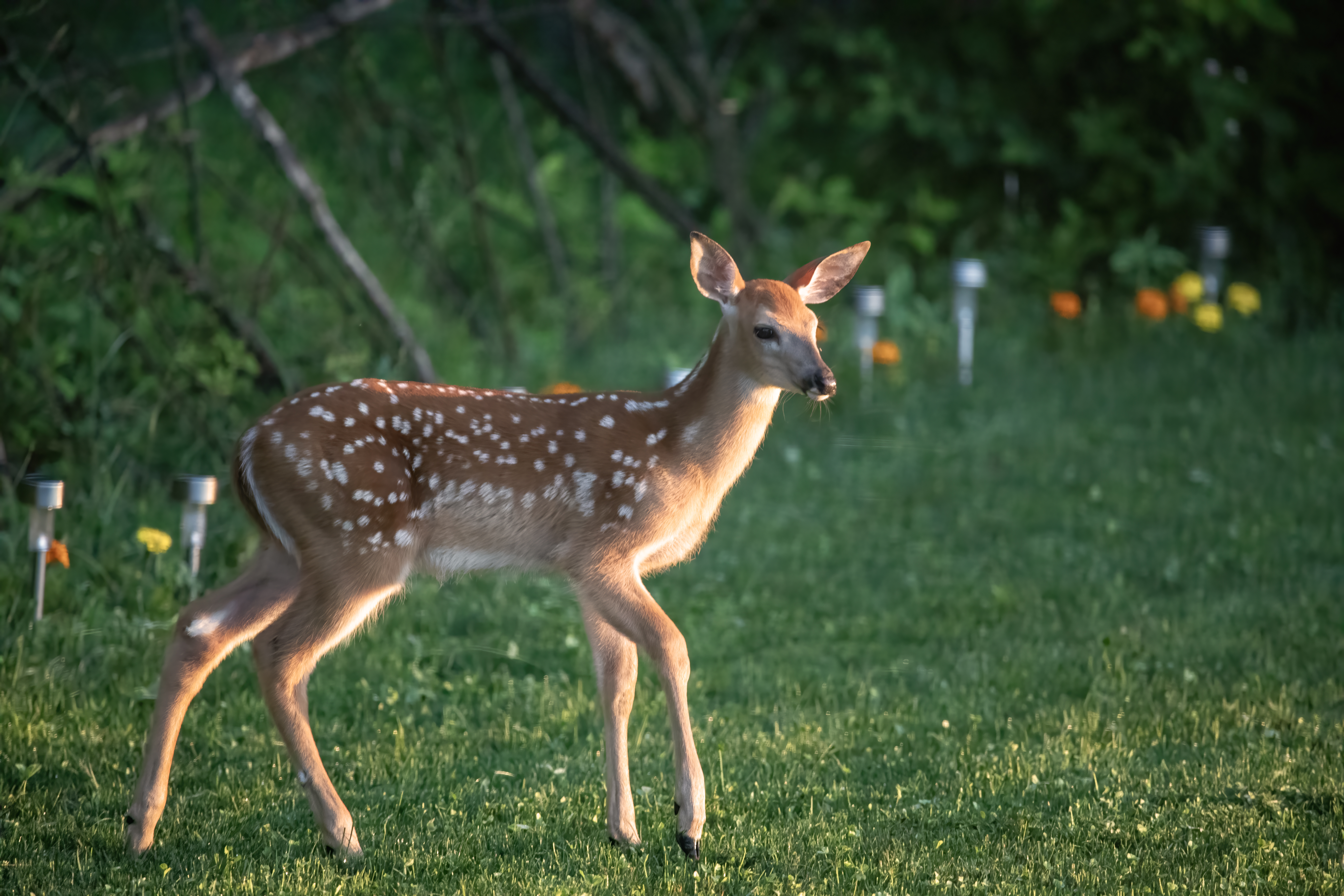 Young deer in garden