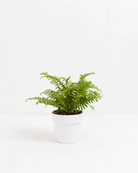 Boston Fern, Lively Root