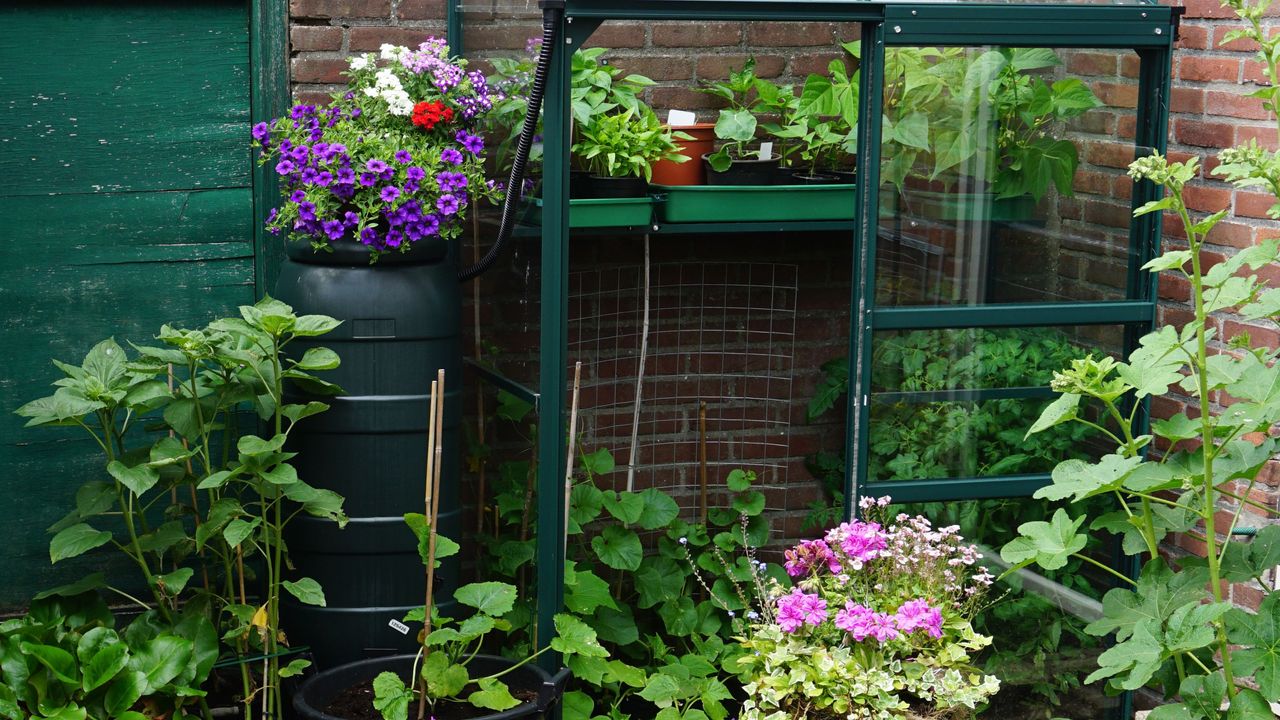 A small vegetable garden with greenhouse in the city