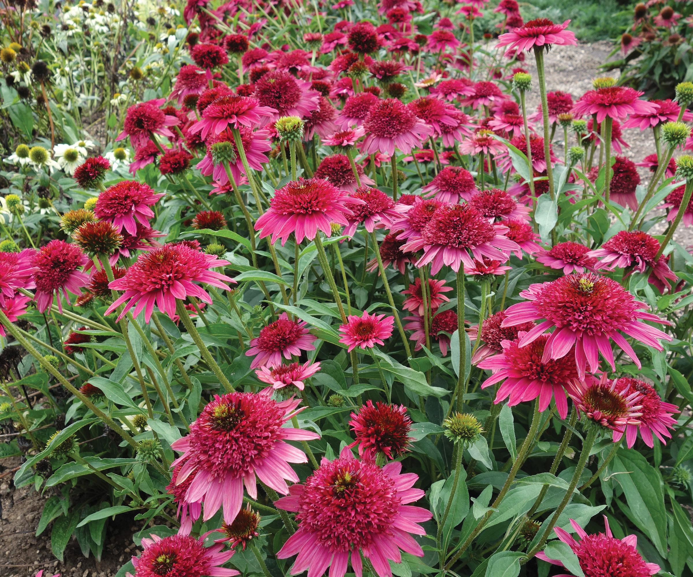 Echinacea ‘Giddy Pink’ flowers