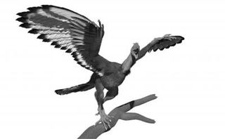 an illustration of the plumage of archaeopteryx