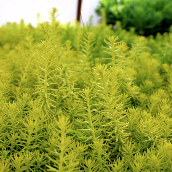 Sedum rupestre &amp;lsquo;Angelina&amp;rsquo; from Garden Goods Direct