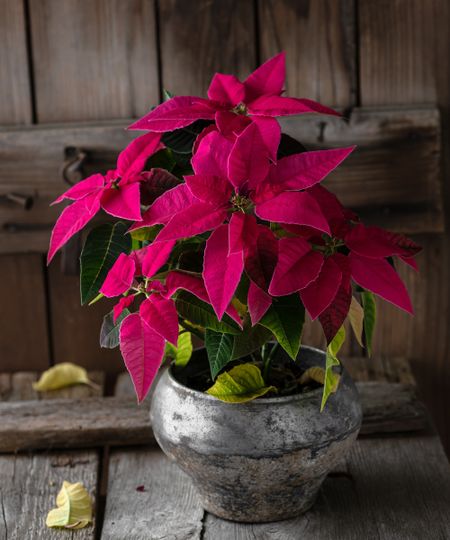 Pink poinsettia in silver metallic pot
