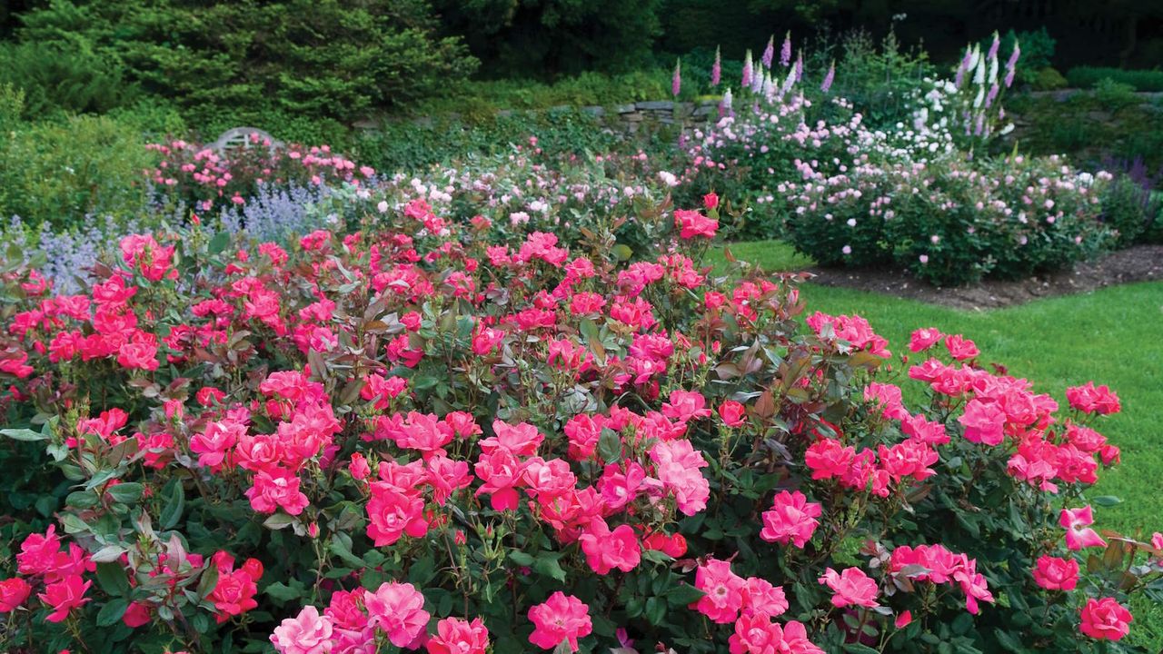 The trial field of Knock Out Roses at Star Roses and Plants headquarters in Pennsylvania