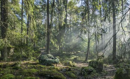 Forest view